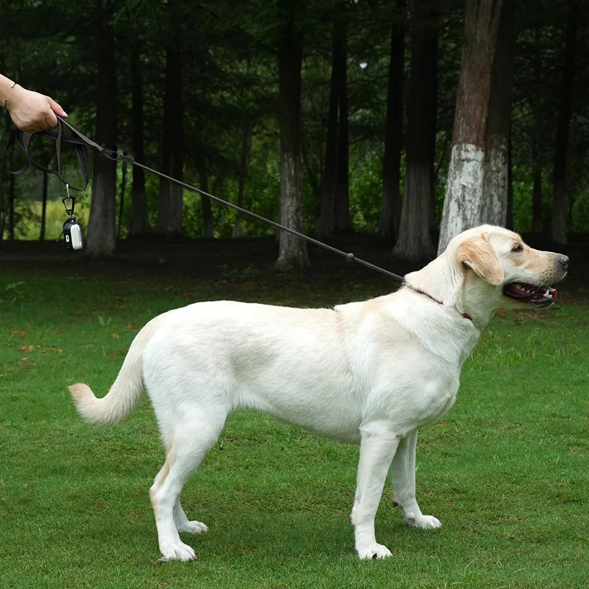 170cm Tangles-Free Slip Lead for Dogs, Reflective Dog Training Leash for Walking