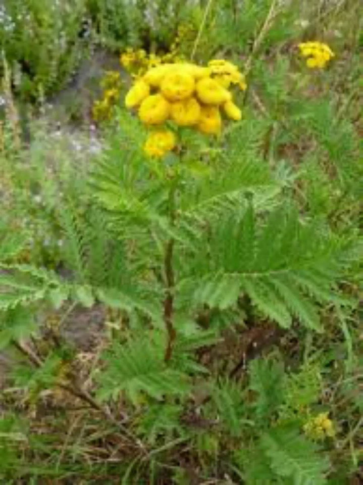 10 PLANTS DE TANAISIE Anti Tique Anti Puce Insectifuge, Anti Mildiou. - Photo 1/1