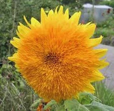 SUNFLOWER, GIANT SUNGOLD 500 SEEDS LARGE BEAUTIFUL VIVID COLORFUL BLOOMS
