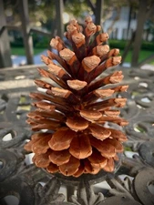 20 Large Pack- Pine Cones; Rustic & Festive; Color: Brown