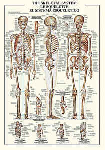 Human Anatomy Chart Bones