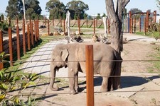 2 x ADULT SYDNEY ZOO GIFT VOUCHERS TICKETS + $40 FOOD VOUCHER