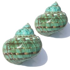 SINKOO Large Conch Shell 2PCS 4-4.5 Natural Seashells for Hermit Crab Fish Ta...