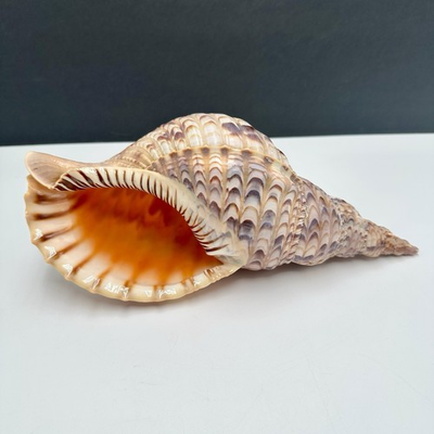 #ad Large Triton#x27;s Trumpet Charonia Tritonis 11#x27;#x27; Natural Seashell Conch Shell $45.00