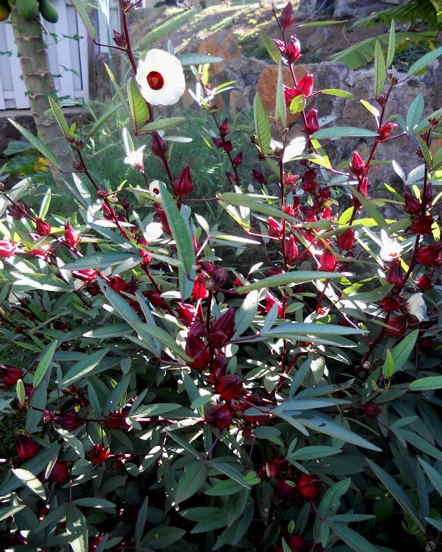 30 Roselle Seeds Gongura Sour-leaf Sorrel Hibiscus sabdariffa | eBay