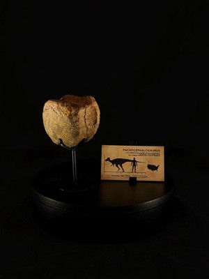 Pachycephalosaurus vertebra - Hell Creek Formation