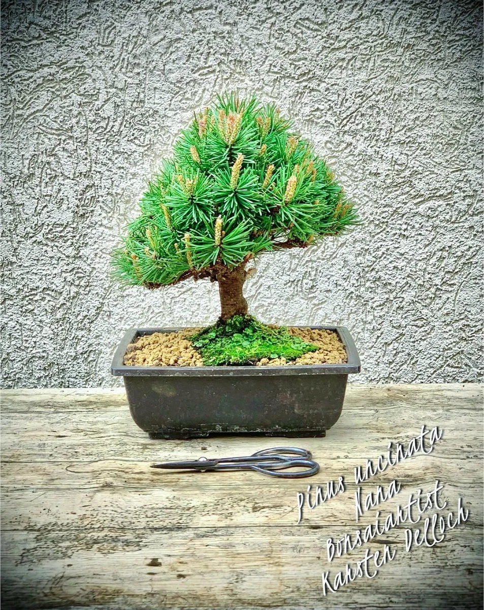 tamarindenbaum bonsai Seedeo Tamarinde Indische Gewrzrinde (Tamarindus indica) 6 Samen