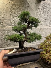Juniper Bonsai Tree Itoigawa Shohin Japanese Import