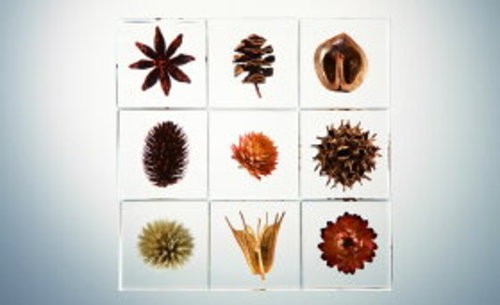 Cubo de acrílico Sola Metasequoia 40 mm muestra de planta artesanal Japón - Imagen 6 de 8