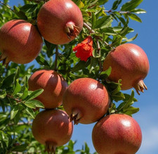 Semillas de granada 100 piezas var. Kazake (Punica granatum) Granadina