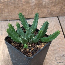 D6550 HUERNIA SP. pot8-H7-W11 cm MaMa Cactus