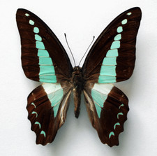 GRAPHIUM ISANDER IMPARILIS - unmounted butterfly