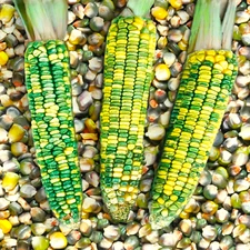 Green And Gold Dent Corn Seeds | Indian Ornamental Oaxacan Maize Flint Seed 2025