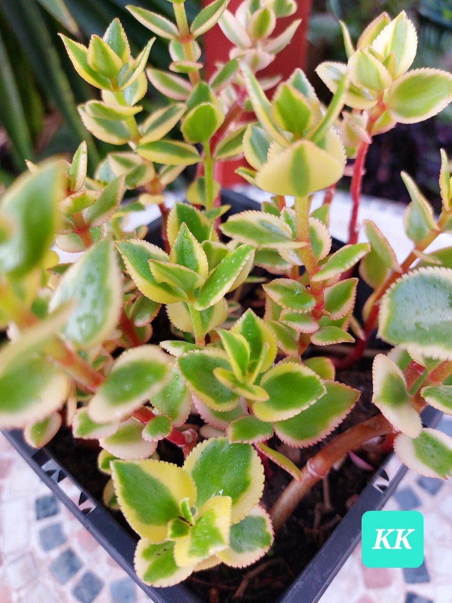 4 x Cuttings/ Crassula Sarmentosa Variegata Succulents/ Comet Trailing  Succulent | eBay Australia