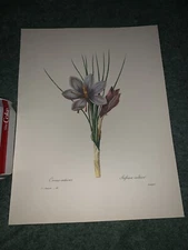 P J REDOUTE Most Beautiful Flowers BOOK PLATE Print #26 CROCUS SATIUS Safran