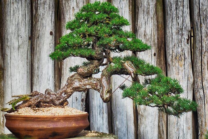 bonsai garten winterhart Outdoor Bonsai Urweltmammutbaum (Metasequoia) ca. 30 cm – winterhart, –  Blumen-Senf®