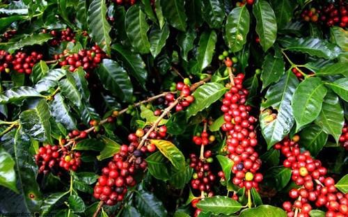2, 5, 10 LB RWANDA RWANDAN FRESH ROASTED COFFEE WHOLE BEANS OR GROUND - ARABICA - Picture 31 of 46