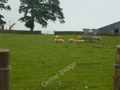 Photo 6x4 A small flock of yellowish rams Longnor/SK0864 Whether it' c2010