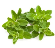 Sweet Marjoram Essential Oil 100% Pure Natural Aromatherapy Therapeutic Oils