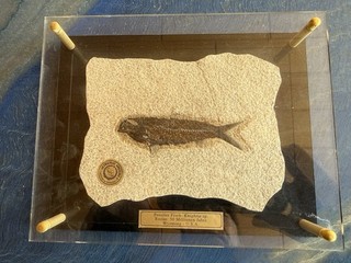 Fossiler Fisch Knightia sp. Wyoming 50 Millionen Jahre