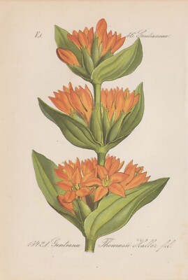 Oranger Gentian (Erickson Thomasii) Chromo-Lithographie By 1884 Antique Type