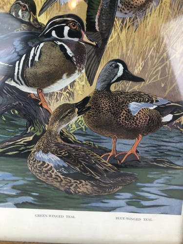 Framed Lynn Bogue Hunt Vintage DuPont Print 1917 Wood Duck Blue Winged Teal - Picture 4 of 14