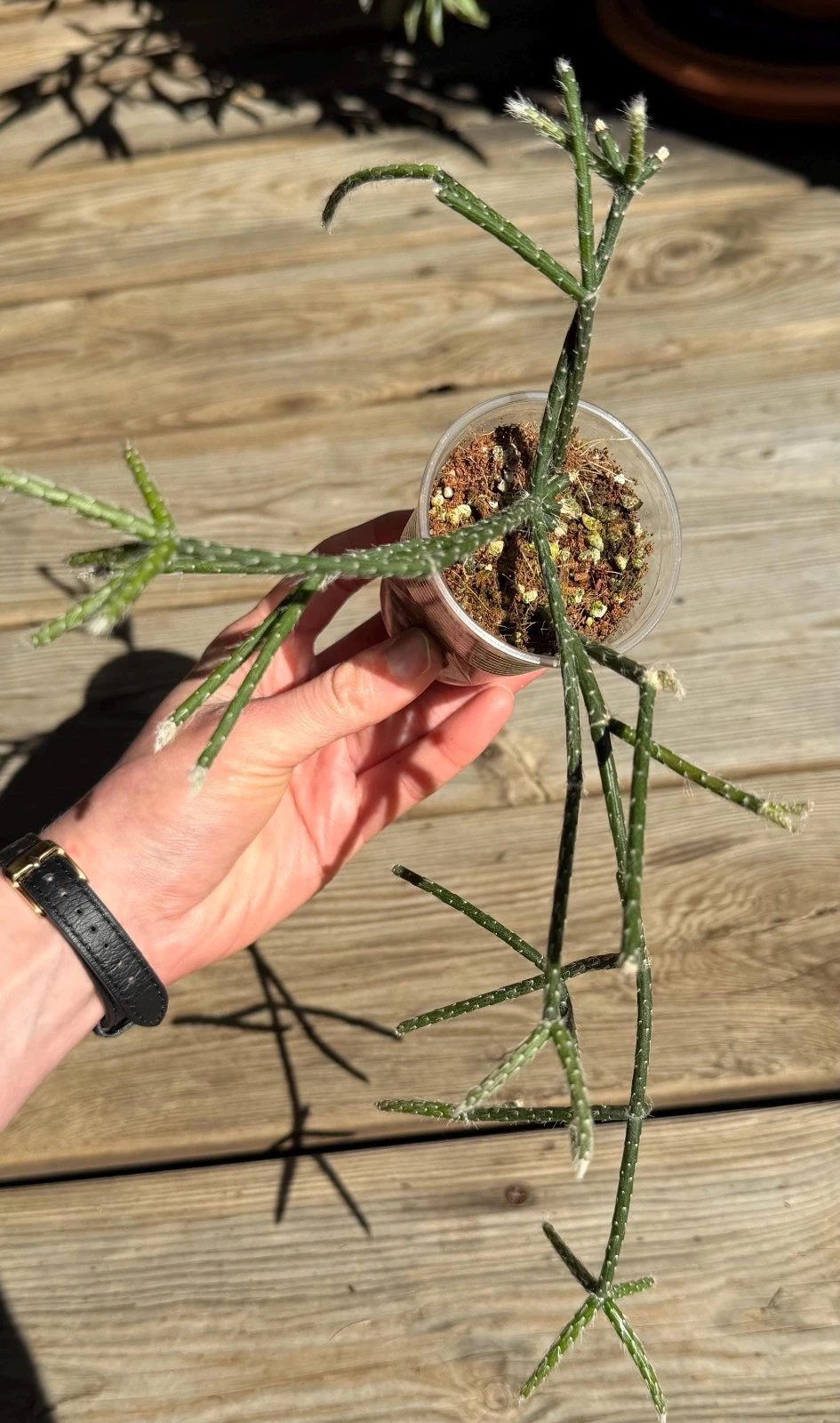 Rhipsalis Pilocarpa - Exact Plant