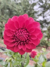 Dahlia "Evening Lady" Tuber, Elegant, Romantic Blooms, Cut Flower,  Long Lasting