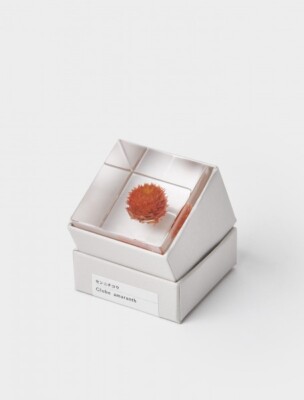 Usagi No Nedoko Globe Amaranth Sola Cube Love 