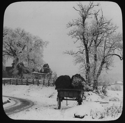 SNOW / WINTER SCENE NO2 C1890 PHOTOGRAPH Magic Lantern Slide TREE STUDY