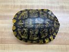 One Red Eared Slider Turtle Shell 6-7 Inch Long
