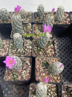 3-5CM Cactus Plants Escobaria Minima Beautiful Cactus Raregarden Cactus