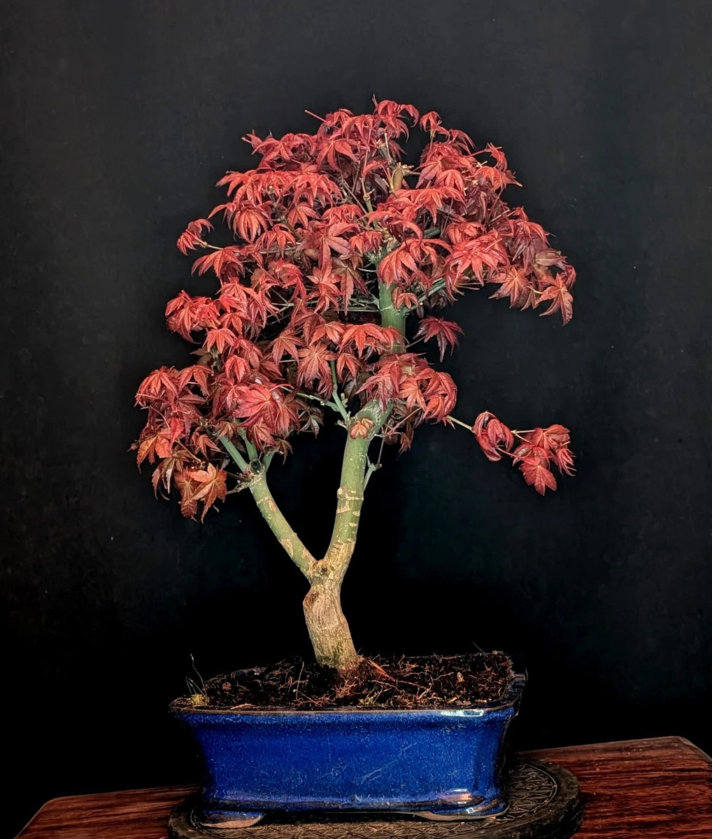 Roter Ahorn Bonsai online kaufen | eBay.de