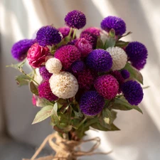 Twilight Purple Globe Amaranth 50 Seeds | Gomphrena, Long-Lasting Blooms