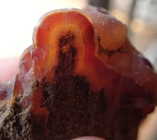 Botryoidal Fossil Coral Geode Druzy Fragment GA Agate Specimen Collection WC62