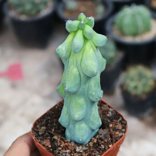 Cactus Succulent Plant Lophocereus schottii var.monstrosus Plant High 12-15cm - Picture 3 of 4