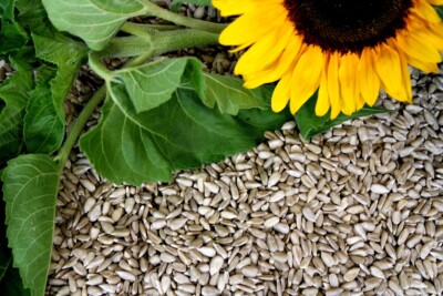 25kg Vogelpick Sonnenblumenkerne geschält Ernte 2025 Vogelfutter