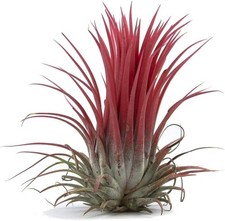 Air Plant - Easy to Keep House Airplant - Tillandsia Gift Bromeliad (Ionantha R