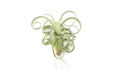 Curly Slim Tillandsia Air Plants - Wholesale Bulk - Easy Care Indoor/Outdoor