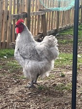 Lavender Orpington Chicken eggs