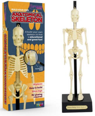 Medizinisches anatomisches menschliches Skelett Wissenschaft Mini Spielzeug Spaß Geschenk Kinder 30 cm 16 Stück