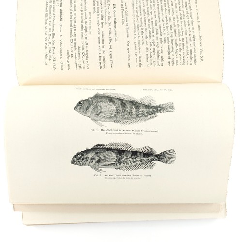 Illustrated Panama Marine Fishes Book 1920s Chicago Field Museum Bookplates B452 - Foto 9 di 13