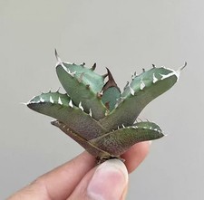 1PZ Piantina 4-6cm Agave Titanota Gruppo Mix Piante da Giardino Decorazione con Radici