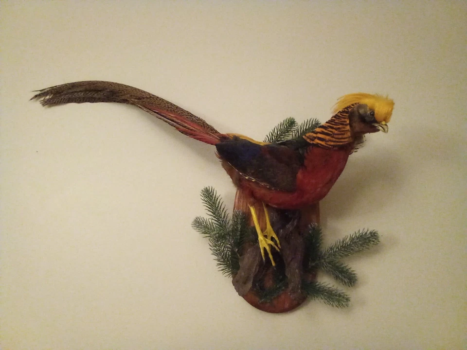 Precioso montaje de taxidermia faisán rojo dorado Foto 2 de 3