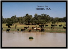 Postcard RPPC (Murray Views)  - Tarcutta, New South Wales, N.S.W.