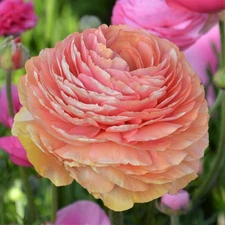 Easy to Grow Ranunculus Salmon 10 Plant Bulbs, Spring Flowers Zones 8-10