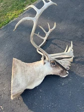 Caribou Mount Taxidermy Shoulder Mount Hunting Cabin Wall Decor