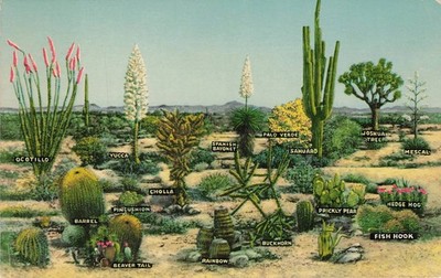 Vintage Curteichcolor Desert Plants Postcard Las Vegas Nevada Cactus Flora