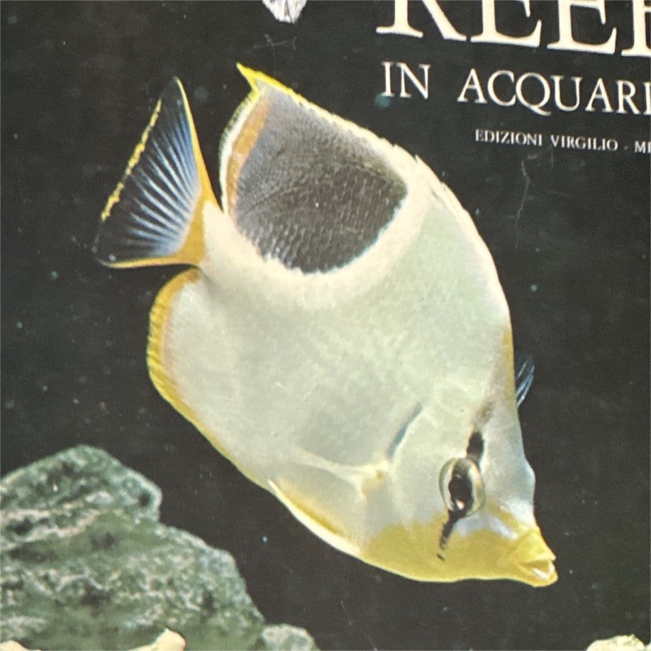 Edizioni Virgilio Reef in acquario Mauro Lepri-Novi copertina rigida IT
