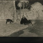 1890s antique GLASS NEGATIVE PHOTO CHILD with GOATS New Zealand estate garden — photo 2